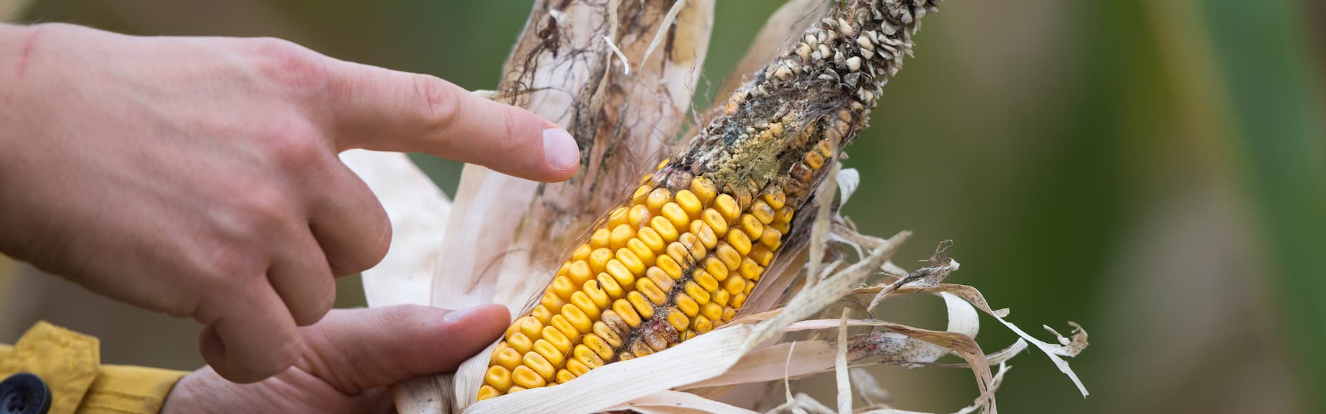 Manejo biológico aumenta a resiliência produtiva
